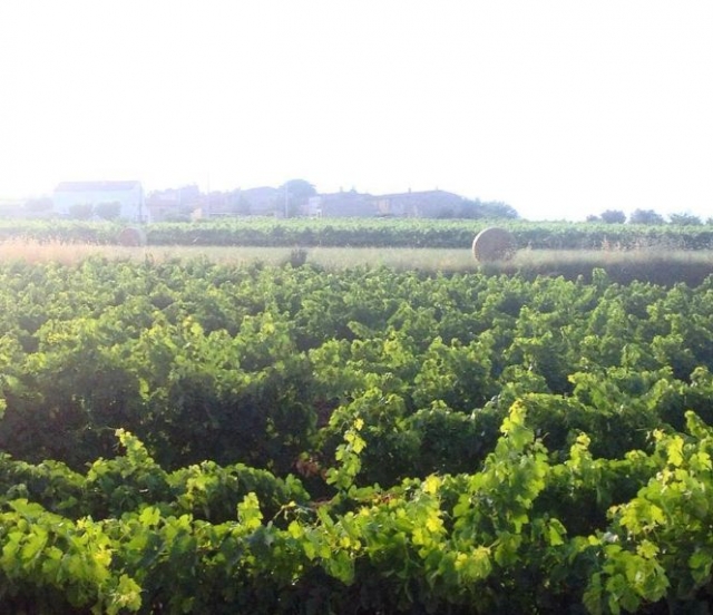  背景中有一座小房子的葡萄园 